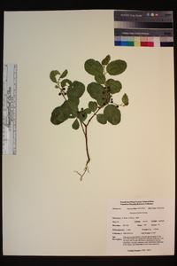 Rhamnus ilicifolia image